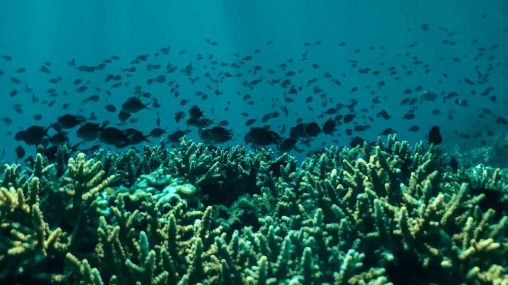Adabanko Reef Scuba Diving Kusadasi