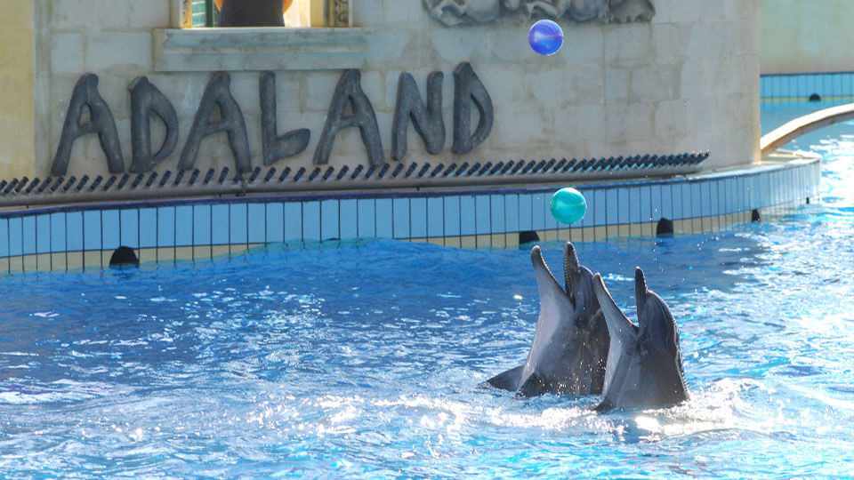 Dolphin Show in Adaland Aquapark Kusadasi - Excursions and Tours in Kusadasi
